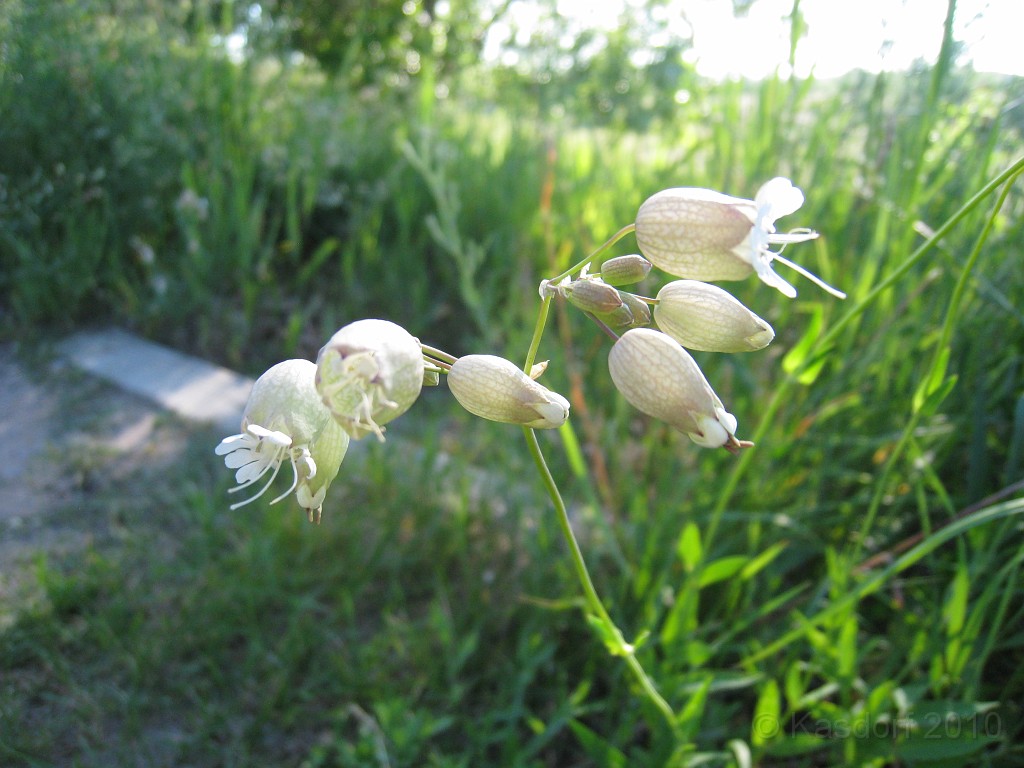 Michigan TC 2010-07 0660.jpg - The Michigan West Coast Tour of July 2010. From Luddington State Park to Traverse City for the Cherry Festival!